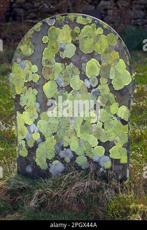 Las lápidas cubiertas en el licen Rhizocarpon geographicum (el liquen del mapa) se encuentran en el cementerio de St Julitta, Capel Curig, en el corazón de Snowdonia. Foto de stock