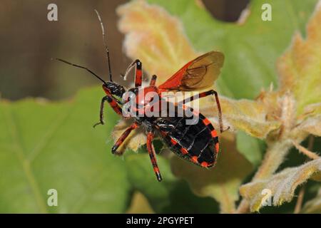 Insecto asesino rojo, Rhynocoris iracundus Foto de stock