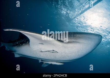 Tiburón ballena, Rhincodon typus, con Sharksucker vivo, Echeneis naucrates, cerca de la balsa de pesca, bagan, Cenderawasih Bay, Papúa Occidental, Indonesia Foto de stock
