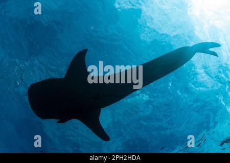 Tiburón ballena, Rhincodon typus, la bahía de Cenderawasih, Papua Occidental, Indonesia Foto de stock