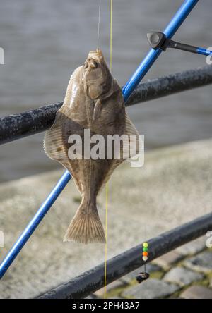 Platija europea (Platichthys flesus) inmadura, capturada por los pescadores que pescan en el río de marea que une la entrada al muelle, River Ribble, Preston Dock Foto de stock