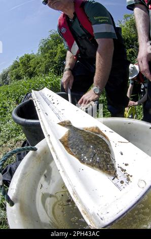 Platillo europeo (Platichthys flesus) inmaduro, medido en regla en bandeja durante el estudio del río de la Agencia de Medio Ambiente, Flota del Río, Nottinghamshire Foto de stock