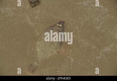 Platija europea (Platichthys flesus) inmadura, en la playa en marea baja, Cumbria, Inglaterra, Reino Unido Foto de stock