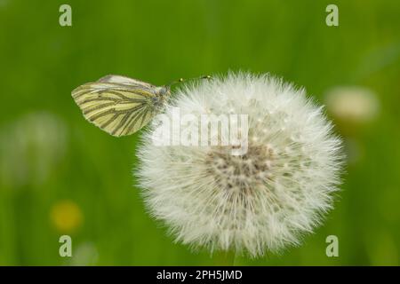 Una mariposa blanca de vetas verdes (pieris napi) sobre una bola de soplado (taraxacum) con fondo borroso Foto de stock