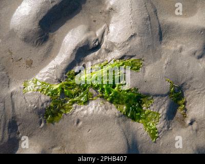 Lechuga de mar, Ulva lactuca, en la arena en la marea baja del mar de Wadden, Países Bajos