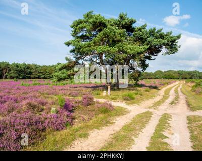 Sendero, pinos y brezo en flor púrpura en la reserva natural Westerheide heathland, het Gooi, Países Bajos Foto de stock