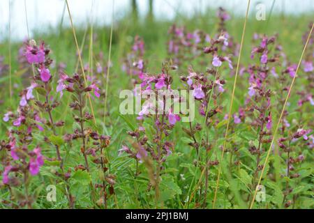 En verano, Teucrium chamaedrys crece en la naturaleza entre las hierbas Foto de stock