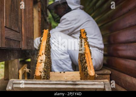 Apiarista tomando los marcos de colmena de madera de una caja de colmena y poniéndolos en el soporte del marco de apicultura, un primer plano. Concepto de producción de miel. Foto de stock
