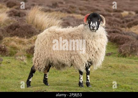 Primer plano de una oveja de Dalesbred en primavera, frente a la cámara en el páramo de urogallo abierto gestionado con hierbas y fondo de brezo. Nidderdale, Yorkshire. Foto de stock