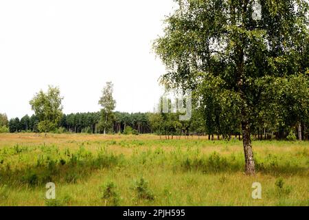 Teverener Heide, Renania del Norte-Westfalia, Alemania