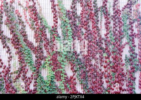 Pared rosa cubierta por las ramas trepadoras de virginia, Parthenocissus quinquefolia, Vitaceae Foto de stock