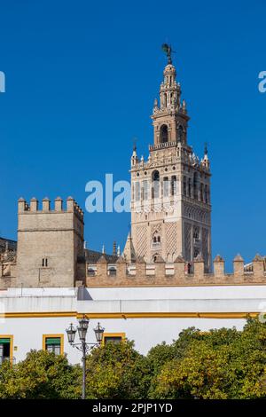 Exterior de la Catedral con naranjos de Sevilla, Sevilla, Andalucía, España, Sudoeste de Europa Foto de stock