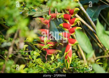 Flor de Heliconia rostrata, conocida como garra de langosta colgante o ave falsa del paraíso, una hermosa planta perenne tropical cultivada para ornamental Foto de stock