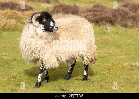 Cerca de una fina y joven oveja de Dalesbred en primavera. Frente a la derecha y roaming libre en páramos administrados con hierba verde y fondo brezo. Foto de stock