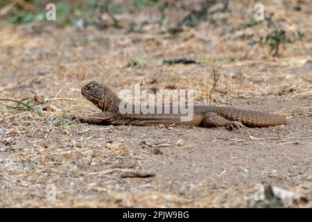 Saara hardwickii, comúnmente conocido como lagarto de cola espinosa de Hardwicke o lagarto de cola espinosa de la India, observado cerca de Nalsarovar en Gujarat, India Foto de stock