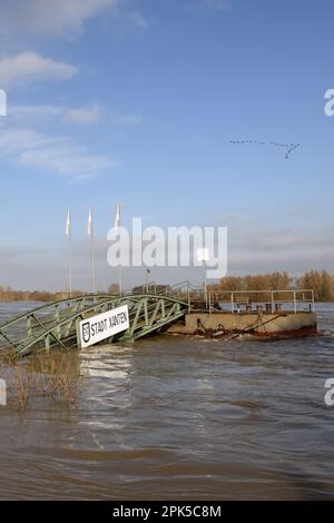 inundación de invierno medio... Muelle de ferry ( Xanten ), alta mar en el Rin, Renania del Norte-Westfalia, Alemania Foto de stock
