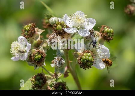 (Eupeodes Hoverfly corolae) en Blackberry Flor Foto de stock
