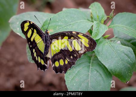 Mariposa malaquita con las alas abiertas en la planta Foto de stock