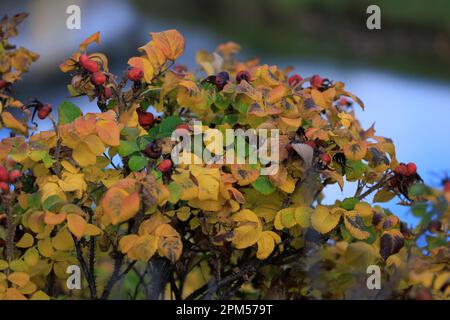 Arbusto rosa mosqueta silvestre, hojas y frutos en las ramas Foto de stock
