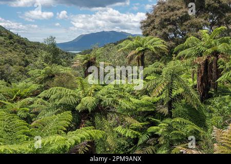 Helechos arbóreos en el valle volcánico de Waimangu y vista hacia el lago Rotomahana, Isla Norte, Nueva Zelanda Foto de stock