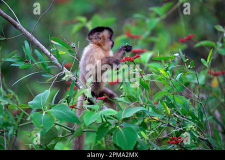 Capuchino tufted (Cebus apella), juvenil en árbol, forrajeo, Pantanal, Mato Grosso, Brasil Foto de stock