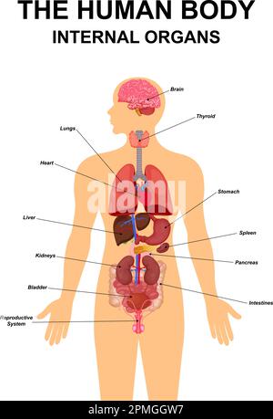 Órganos internos de cuerpo humano plano infografía esquema de cartel con iconos de imágenes nombre de ubicación y definiciones ilustración vectorial. Corazón, cerebro, hígado Ilustración del Vector