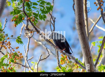 Starling impecable sentado en un árbol: Fotografía de aves. Foto de stock