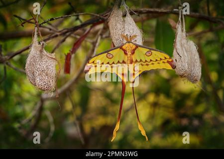 Cometa polilla, Argema mittrei, gran mariposa amarilla en el hábitat natural, Andasibe Mantadia NP en Madagascar. Polilla lunar malgache con gran capullo en gr Foto de stock