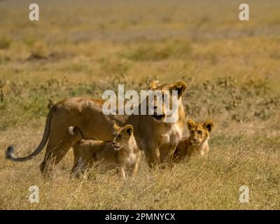 Las hembras León y cachorros (Panthera leo) se encuentran en el prado del Parque Nacional del Serengeti; Tanzania Foto de stock