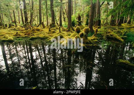 Tocones cubiertos de musgo en un bosque lluvioso templado, Nailoon Park, Queen Charlotte Islands, BC, Canadá; Haida Gwaii, Columbia Británica, Canadá Foto de stock
