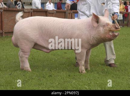 Cerdo doméstico, jabalí blanco medio, campeón interracial, Yorkshire Show, Inglaterra, Reino Unido Foto de stock
