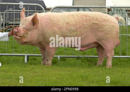 Cerdo doméstico, jabalí blanco medio, campeón de dieciocho meses de edad, en el espectáculo, Lancashire, Inglaterra, Reino Unido Foto de stock