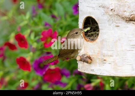 Casa Wren (Troglodytes aedon) adulto, encaramado en nestbox con comida en pico (U.) S. A Foto de stock