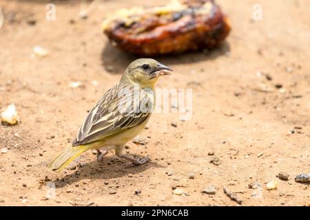 Pájaro tejedor enmascarado del sur (Ploceus velatus) hembra adulta o macho no reproductivo de cerca en el suelo forrajeando en Gauteng, Sudáfrica Foto de stock