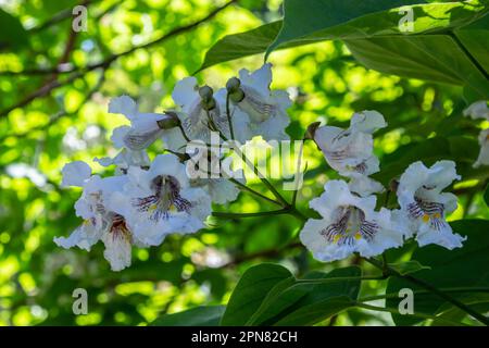 Catalpa bignonioides árbol de flor ornamental caducifolio de tamaño mediano, ramas con grupos de flores blancas de cigarro, brotes y hojas verdes. Foto de stock
