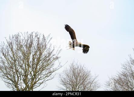 Un águila en vuelo mostrando su envergadura completa Fotografía de stock -  Alamy