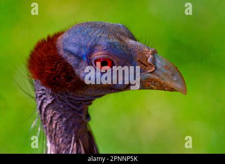 Vulturine Guineafowl Foto de stock