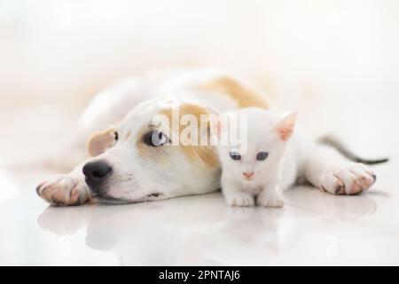 perros y gatos juntos