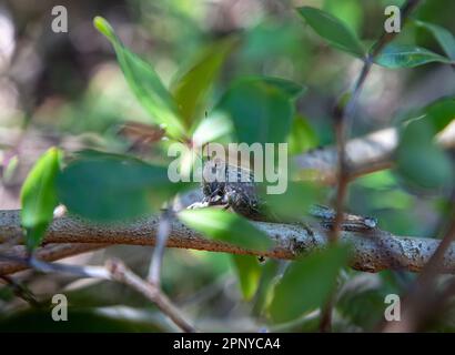 Adulto egipcio o saltamontes gigantes - aegyptium anacridium - que descansa en una rama con ojo rayado de cerca en Italia Foto de stock