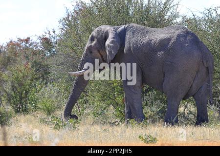 Elefante en la naturaleza del Parque Nacional de Etosha Foto de stock