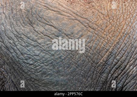Elefante africano (Loxodonta africana), piel, Ark Lodge, Aberdare NP, Kenia Foto de stock