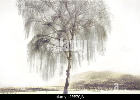 ARTE FOTOGRÁFICO: Árbol de Silverbirch en el páramo de Kochel-Loisach en Bichl por Edmund Nagele FRPS Foto de stock