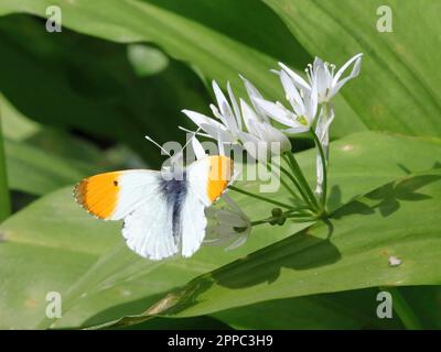 Una mariposa macho de punta naranja (Anthocharis Cardamines). Foto de stock