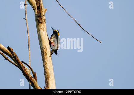 Pájaro carpintero de túmulo amarillo sentado en un árbol buscando comida contra el cielo azul, selva amazónica, Mato Grosso, Brasil Foto de stock