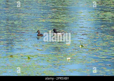 Un par de Patos de cuello de anillo en un estanque de North Woods Foto de stock