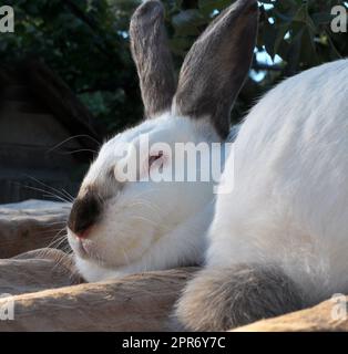 Un conejo adulto de la raza californiana Foto de stock