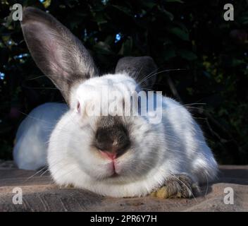 Un conejo adulto de la raza californiana Foto de stock