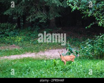 Corzos salvajes en su hábitat natural en un día de primavera, de pie entre la hierba, de cerca. Roe ciervo hembra en la naturaleza, vista frontal. Foto de stock