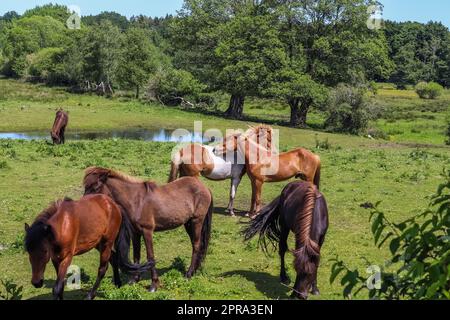 Hermoso panorama de caballos pastando en un prado verde durante la primavera Foto de stock