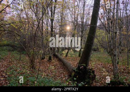 Mañana otoñal en el bosque con niebla y fresno roto en primer plano, Bosque Bialowieza, Polonia, Europa Foto de stock